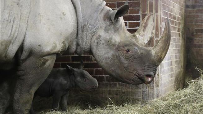 To Protect Rhinos, Zoo Taking Chainsaw to Their Faces