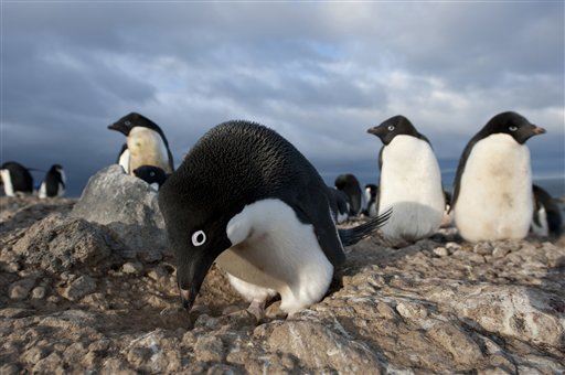 There Are Millions More Penguins Than We Thought