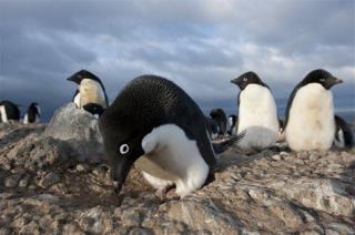 There Are Millions More Penguins Than We Thought