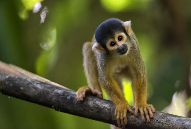 Monkeys Help Man Survive 9 Days Lost in Amazon