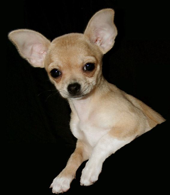 Man Gets 7 Years for Biting Head Off Chihuahua Puppy