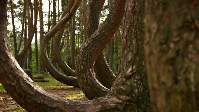 Mystery of the 'Crooked Forest' Puzzles, Decades Later