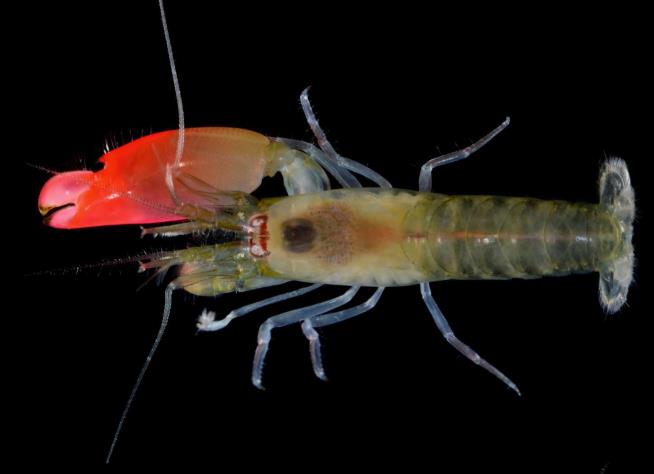 Noisy Shrimp Named After Pink Floyd