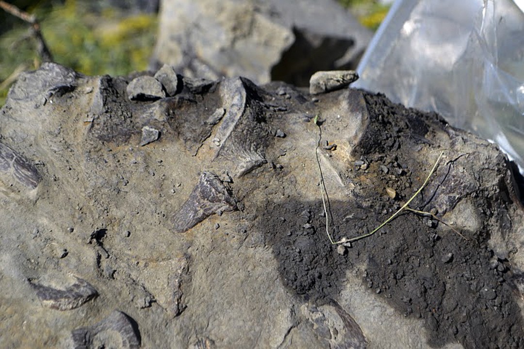 Fossil Found in Montana Belonged to Prehistoric Sea Creature