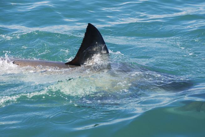Teen Surfer Killed by Shark in Australia