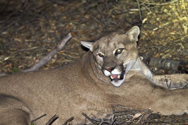 Mountain Lion Snatches Dog From Calif. Bedroom