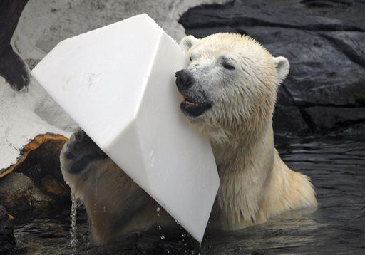SeaWorld Polar Bear Dies Suddenly
