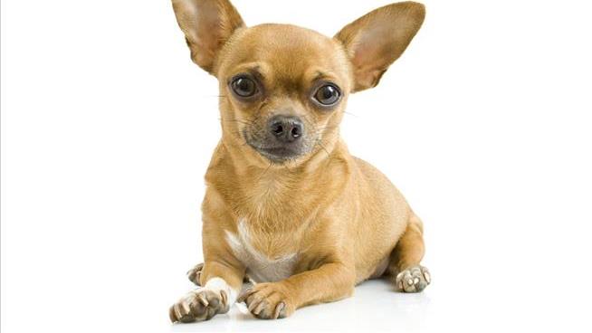 DUI Suspect Had Drunk Passenger: His Chihuahua