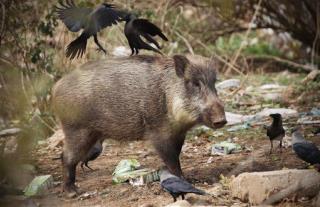 ISIS Meets Deadly New Enemy: Wild Boars