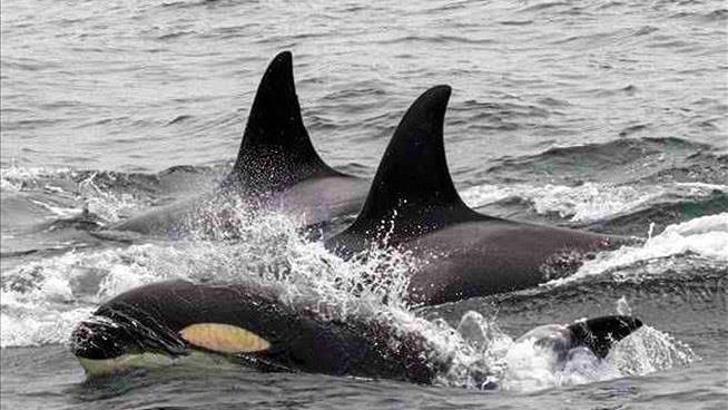 Killer Whales Caught on Film in Rare Gray Whale Hunting Spree