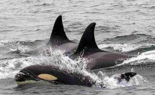 Killer Whales Caught on Film in Rare Gray Whale Hunting Spree