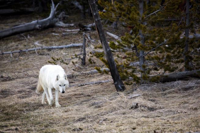 $10K Reward Offered for Killer of Yellowstone White Wolf