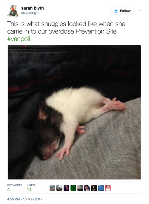 Smart Thinking Saves Pet Rat After Heroin Overdose