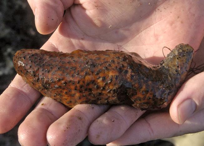 Charges Shed Light on US Sea Cucumber Smuggling