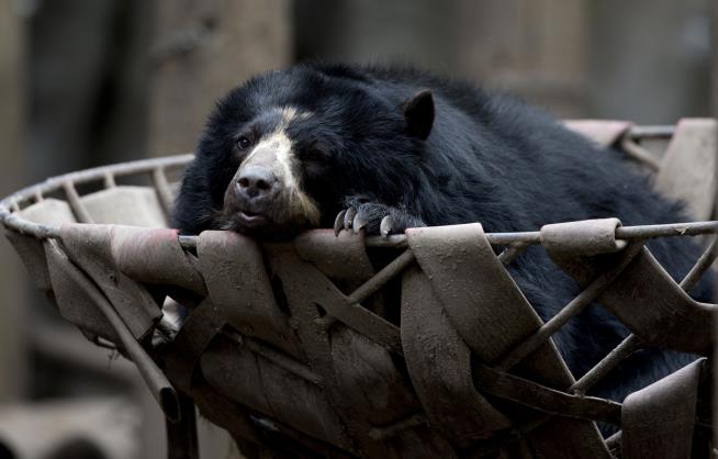 A Year After Argentine Zoo's Closing, Animals Still in Limbo