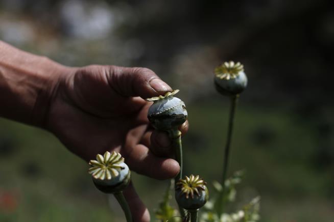 Man Accidentally Reveals $500M Opium Crop to Cops