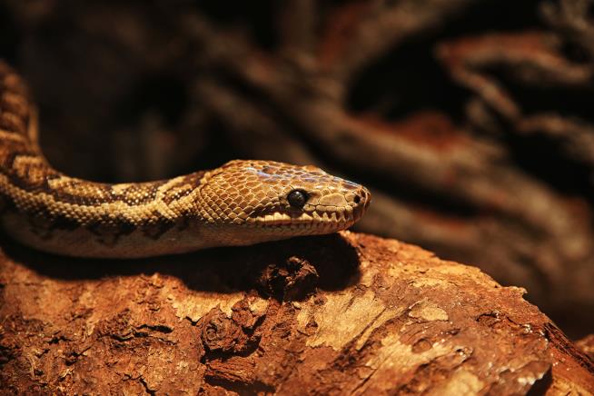 These Snakes Aren't 'Solitary' Hunters After All
