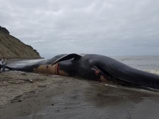 Beached Blue Whale's Cause of Death Found
