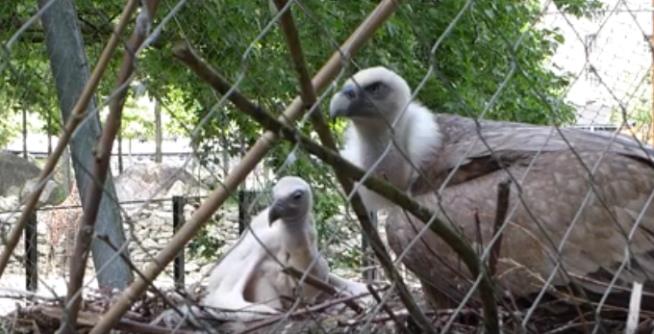 Gay Vulture Dads Hatch Chick at Zoo in Amsterdam