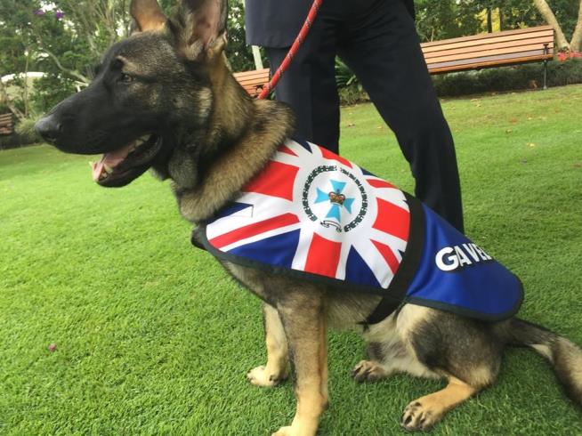 'Too Friendly' for Police Academy, Pup Gets an Upgrade