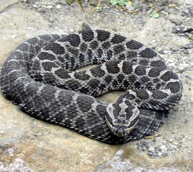Deadly Fungus Is Killing Rattlesnakes