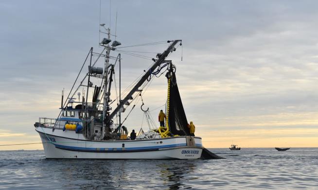 Alaska Fishermen Say Wily Whales Are Stealing Their Catch