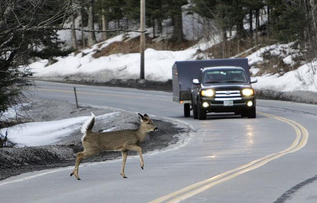 Oregon Decides Motorists Can Eat the Animal They Crash Into