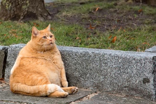 States With Fattest Dogs, Cats
