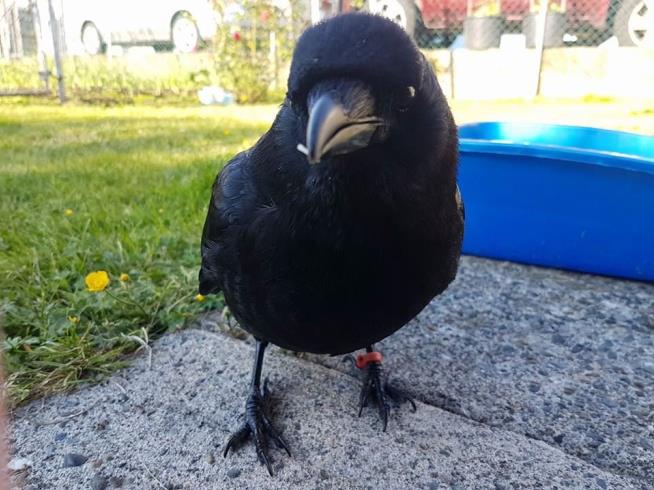 Knife-Stealing Crow Wreaking Havoc Again
