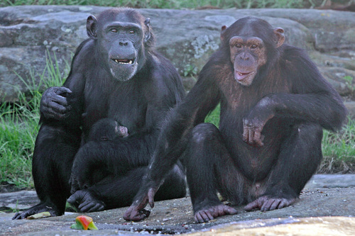 Study: Cuddles Calm Chimps After Conflict