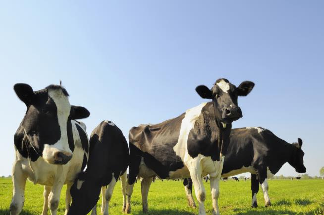 Japan's Cows Get High-Tech Shirt to Beat the Heat