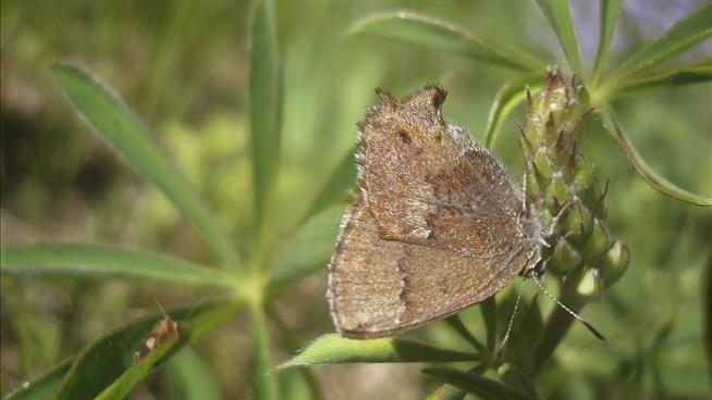 Rare Butterfly Has Found Home in Unlikely Place