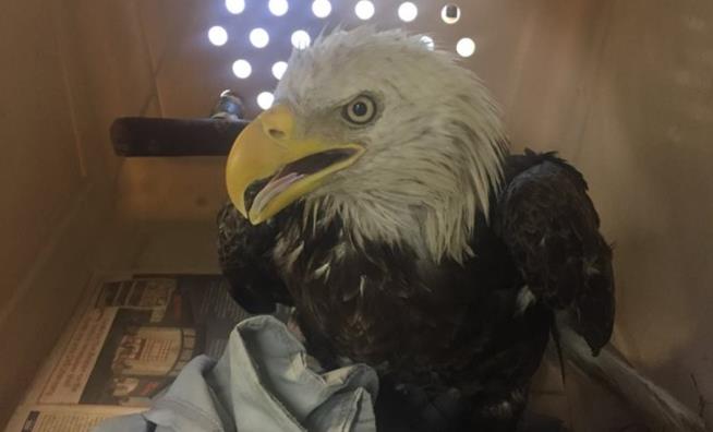 Downed by Storm, DC Bald Eagle Bounces Back