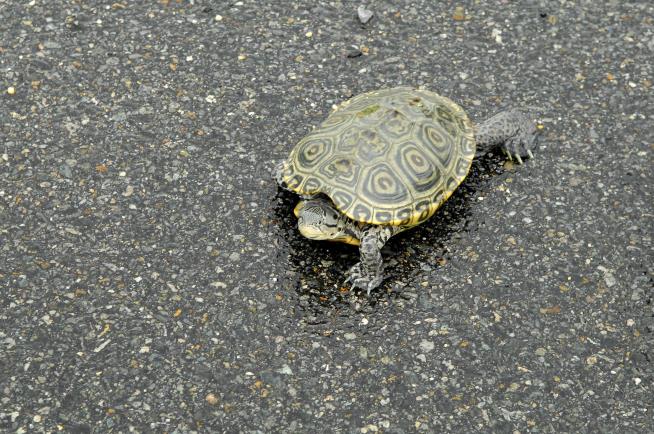 Weird Reason for Delays at NYC Airport: Dozens of Turtles