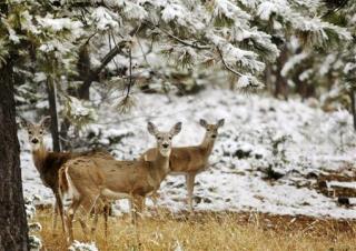 Can Fatal Brain Disease Jump From Deer to Humans?