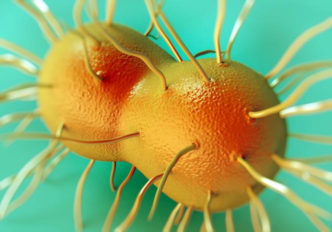We May Have the First Gonorrhea Vaccine