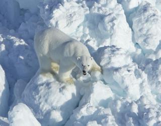 As Sea Ice Dwindles, Polar Bear Attacks Rise