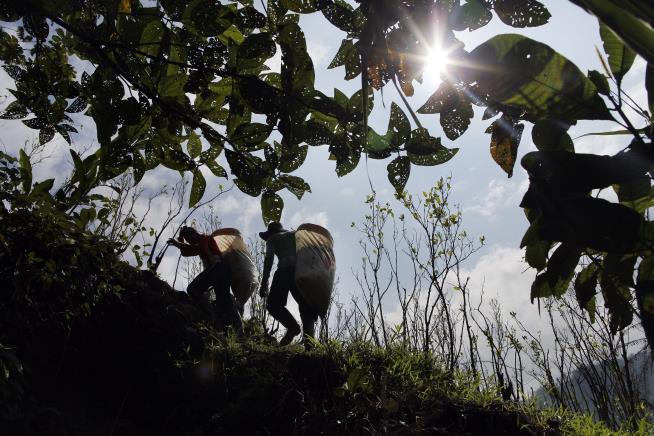 UN: Production of Coca Surges in Colombia
