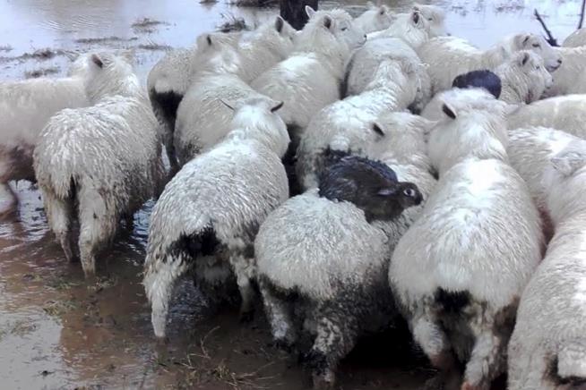 Wild Rabbits Surf on Sheep to Flee New Zealand Flood