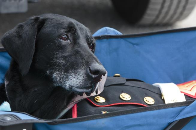 Cancer-Stricken Marine Dog Gets Hero's Send-Off