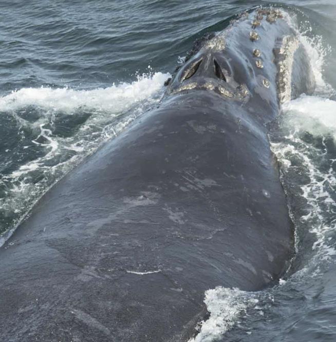 Scientists Studying Rare Whales Catch a Big Break