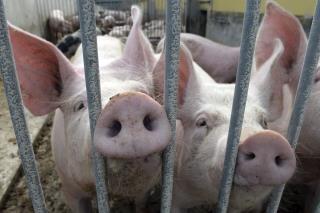 Big Breakthrough Could Mean Pig Organs in Humans