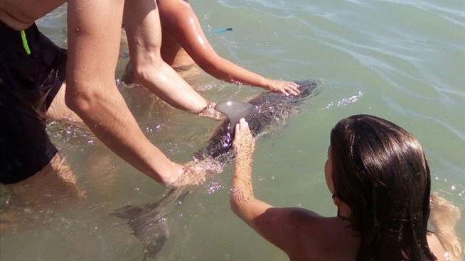 Baby Dolphin's Death Blamed on the Human Touch