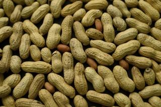 Breakthrough in Search for Peanut Allergy Cure
