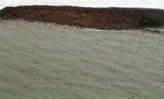 Receding Ice Forces Walruses to Shore Earlier Than Ever