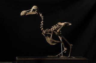 The Dodo May Be Dead, But We Just Learned More About Its Life