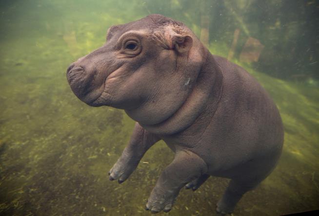 Cincinnati Zoo's Baby Hippo to Star in Facebook Video Series