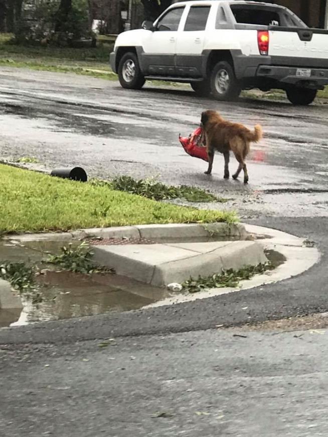 Dog Carrying Bag of Food Is Hurricane Harvey Champ