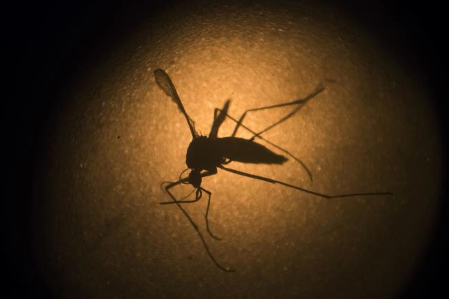 Death Threat Against Mosquito Gets Guy's Twitter Account Banned
