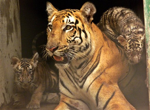 Farming Tigers for Profit Best Way to Save Species